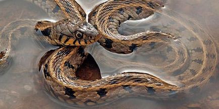 Interpretarea de vis șarpe în apă ceea ce visează șarpe în apă în somn
