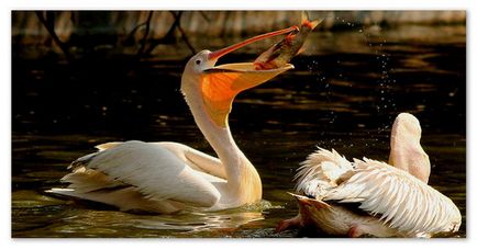 Raportarea pelican (mesaj) Raportarea pelican
