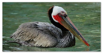 Raportarea pelican (mesaj) Raportarea pelican