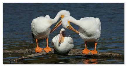Raportarea pelican (mesaj) Raportarea pelican