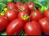Giants soiuri de tomate