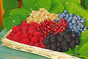 Sosnovsky afine, afine, zmeură, căpșuni, afine, merisoare, afine, mărăcini piatra,