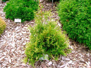 Dries Thuja ce să facă, articole, castan crâng (de a face) Dries Thuja ce să facă, articole, livezi de castan