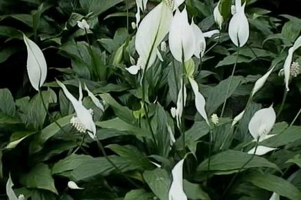 Spathiphyllum (fericire feminin) - plantare și îngrijire la domiciliu, de reproducere, fotografii, cum