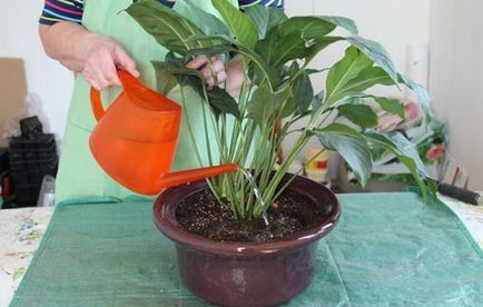 Spathiphyllum (fericire feminin) - plantare și îngrijire la domiciliu, de reproducere, fotografii, cum