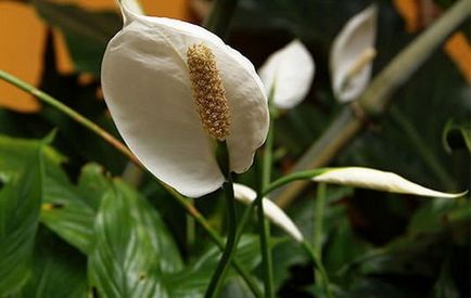 Spathiphyllum (fericire feminin) - plantare și îngrijire la domiciliu, de reproducere, fotografii, cum