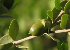 Metode de ulei Utilizare jojoba