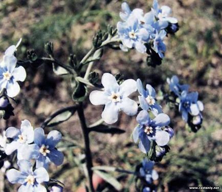 Cu flori albastre - plante și flori