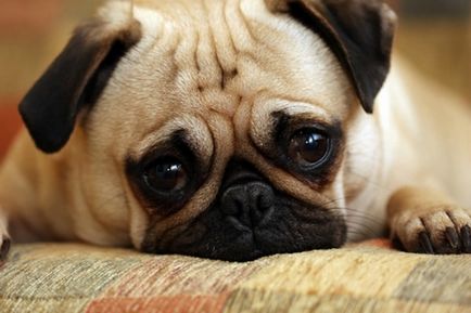 Stresul simptomelor câini și îndepărtarea