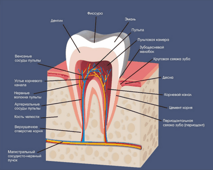 Structura dinte uman