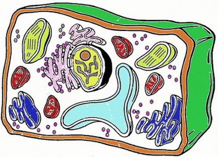 structura și funcțiile de bază ale celulelor