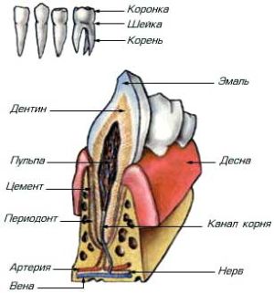 Structura și componența diagramei dinte uman, video, explicațiile și descrierea fotografie c
