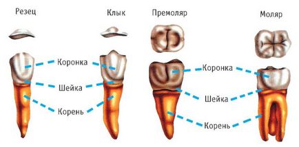 Structura și componența diagramei dinte uman, video, explicațiile și descrierea fotografie c