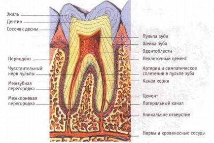 Structura și componența diagramei dinte uman, video, explicațiile și descrierea fotografie c