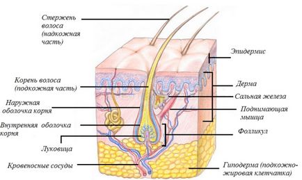 Structura și tipurile de păr