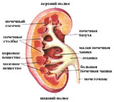 Structura renală ca activitatea rinichilor