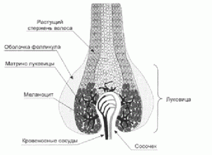 structura de păr