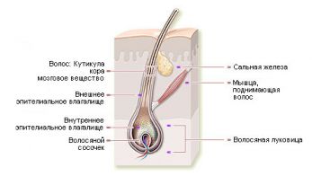 structura de păr