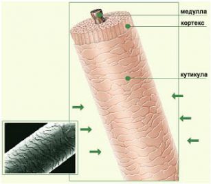 structura de păr