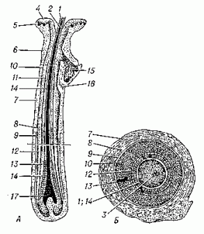 structura de păr