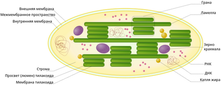 Structura cloroplastului