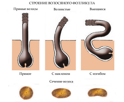 Structura părului (Structura) Structura părului
