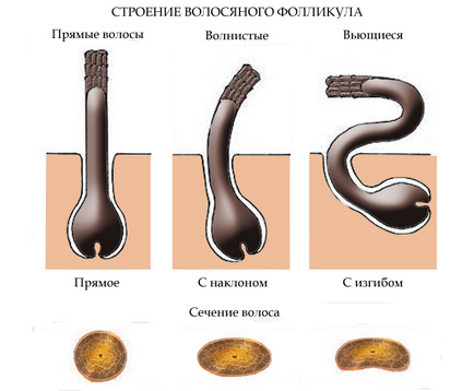 Structura părului