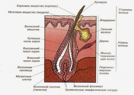 Structura părului