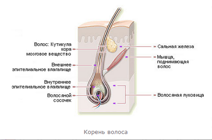 Structura părului