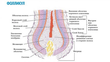 Structura părului (păr) Structura părului