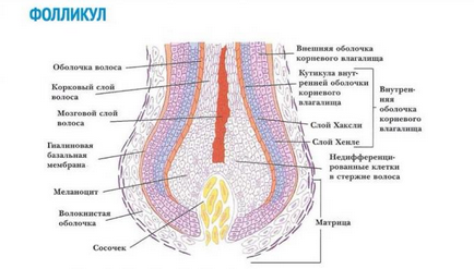 Structura părului