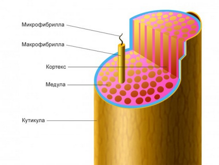 Structura părului