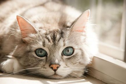 uscăciunea mucoasei nazale la pisici analiza cauzele și acțiunea ulterioară a proprietarilor