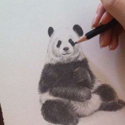 Tatuaj valoare panda tatuaj, 28 de fotografii, schițe