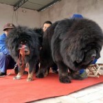 fotografii tibetane Mastiff, preț, descriere rasa, caracter, video - watchdog meu