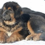 fotografii tibetane Mastiff, preț, descriere rasa, caracter, video - watchdog meu