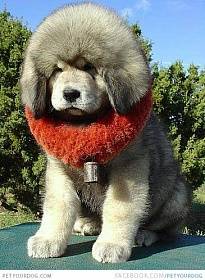 Tibetan Mastiff - o descriere și o fotografie de rasă, standarde, de selecție cățeluș și preț, catering, întreținere și