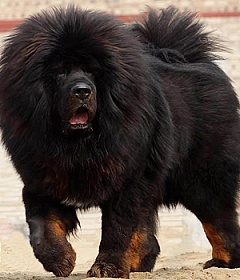 Tibetan Mastiff - o descriere și o fotografie de rasă, standarde, de selecție cățeluș și preț, catering, întreținere și