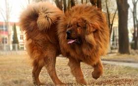 Tibetan Mastiff - o descriere și o fotografie de rasă, standarde, de selecție cățeluș și preț, catering, întreținere și