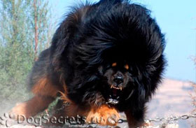 Tibetan Mastiff - caine rasa descriere si fotografii