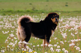 Tibetan Mastiff - caine rasa descriere si fotografii