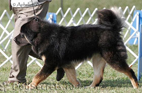 Tibetan Mastiff - caine rasa descriere si fotografii