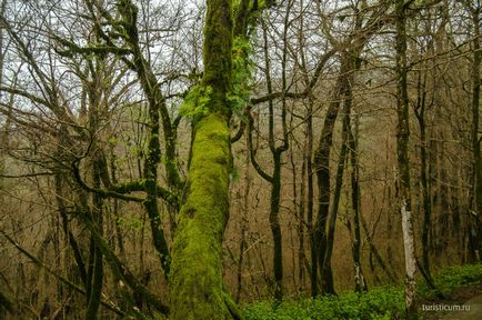 grove Yew-copac, gazda, districtul Khosta din Soci