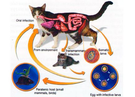 Toxocarioza simptomelor pisici și tratament, Toxocara pisică fotografie