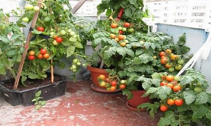 Tomate pe pervazul ferestrei (în creștere tomate pervaz) Tomate pe pervazul ferestrei