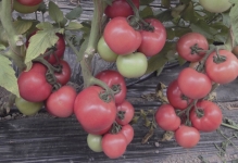 Comentarii tomate roz gigant și fotografii, descrierea și caracterizarea soiurilor de cultivare de tomate