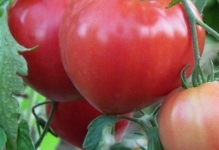 Comentarii tomate roz gigant și fotografii, descrierea și caracterizarea soiurilor de cultivare de tomate