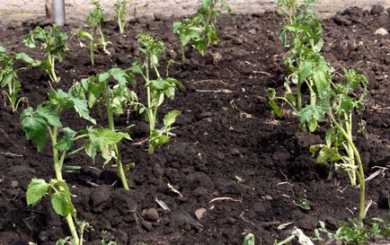 Tomate - descrierea curmale și caracteristicile cultivarea soiurilor