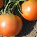 Tomate Descriere curmale, comentarii, caracteristică