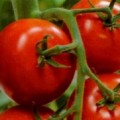 Tomate Descriere curmale, comentarii, caracteristică